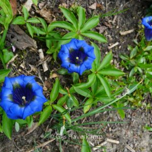 Gentiana acaulis