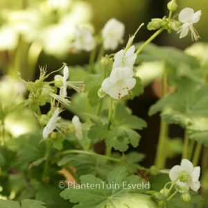 Geranium macrorrhizum 'White Ness'