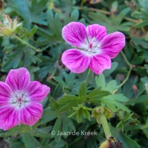 Geranium sanguineum 'Elke'