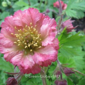 Geum 'Bell Bank'