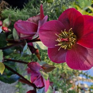 Helleborus ericsmithii 'Anna's Red'