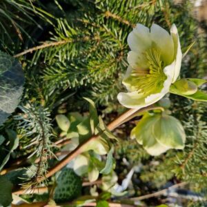Helleborus ericsmithii 'Molly's White'