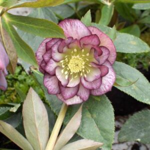 Helleborus orientalis 'Double Ellen Picotee'