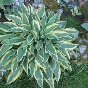 Hosta 'Wolverine'