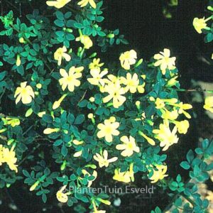 Jasminum parkeri