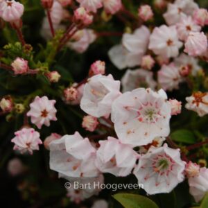 Kalmia latifolia 'Elf'