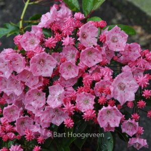 Kalmia latifolia 'Little Linda'