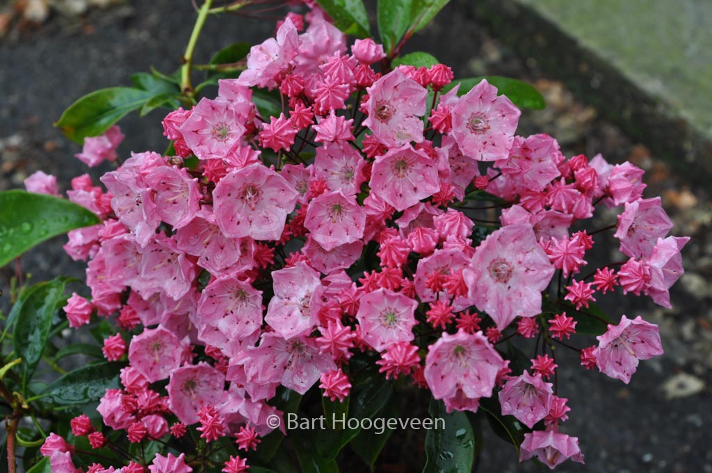Kalmia latifolia 'Little Linda'