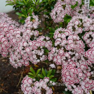 Kalmia latifolia 'Minuet'