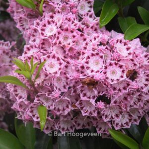 Kalmia latifolia 'Moyland'