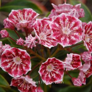 Kalmia latifolia 'Pinwheel'