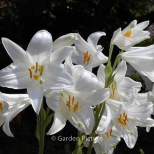 Lilium candidum