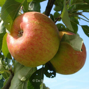 Malus domestica 'Benoni'