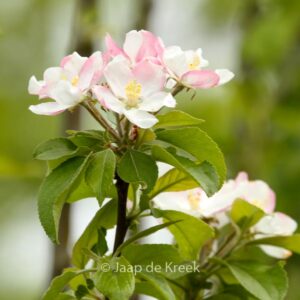 Malus domestica 'Golden Pearmain'