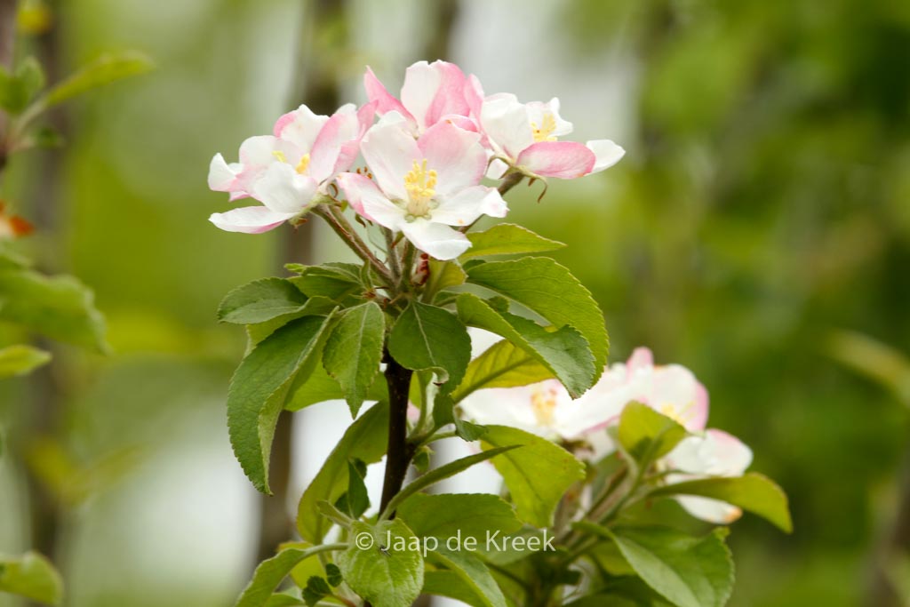 Malus domestica 'Golden Pearmain'
