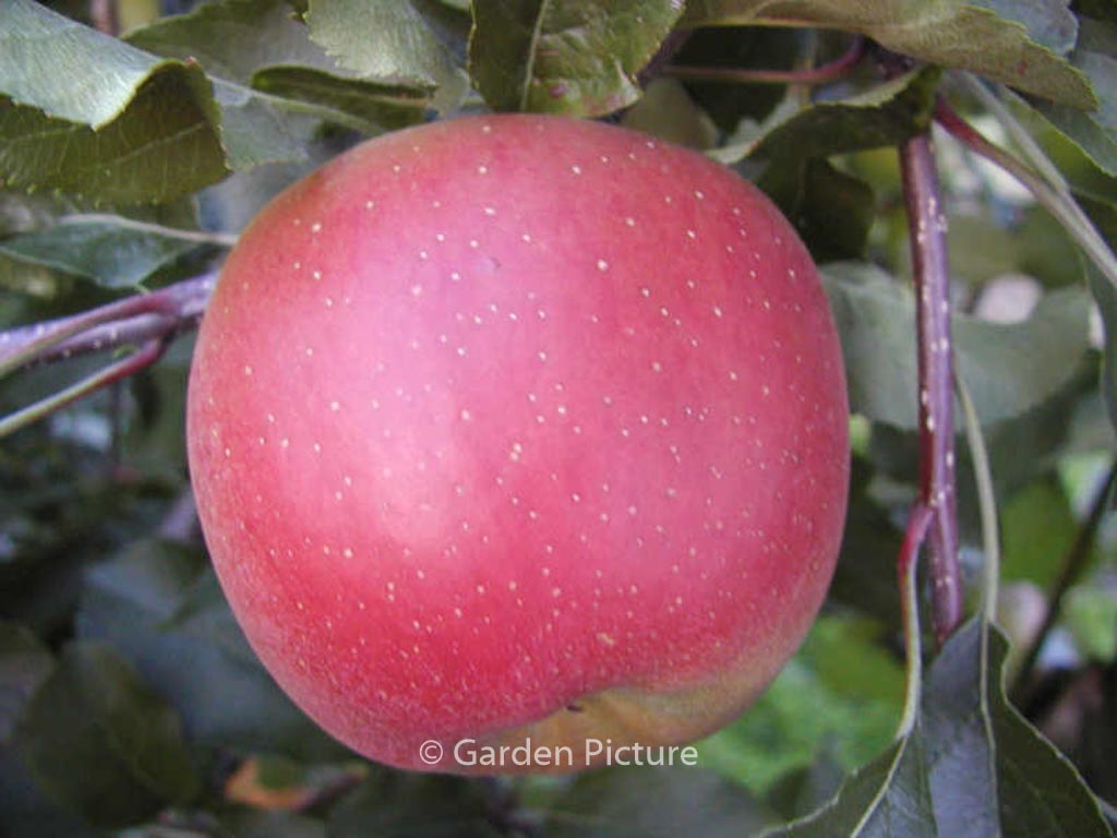 Malus domestica 'Melrose'