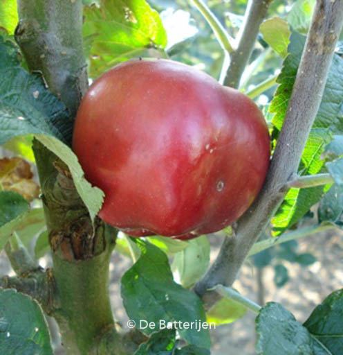 Malus domestica 'Red Jonaprince'