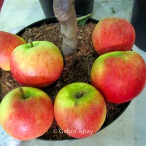 Malus domestica 'Topaz'