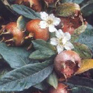 Mespilus germanica 'Boom en Vrucht'