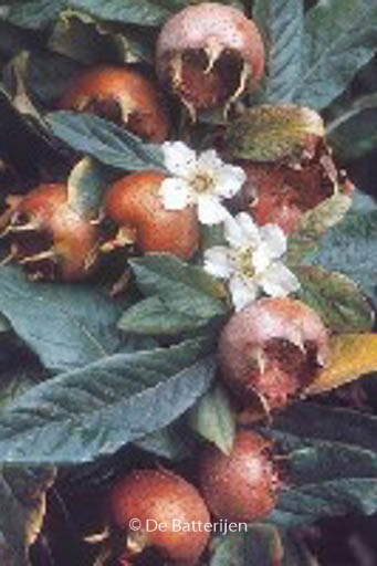 Mespilus germanica 'Boom en Vrucht'