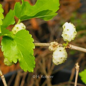 Morus alba 'White Berry'