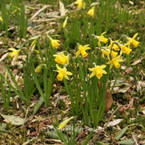 Narcissus 'Tete-a-Tete'