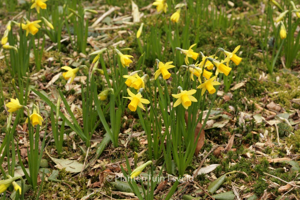 Narcissus 'Tete-a-Tete'