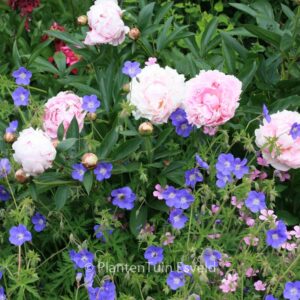 Paeonia 'Sarah Bernhardt'