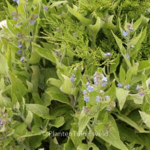 Pentaglottis sempervirens