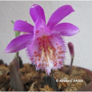Pleione 'Tongariro'