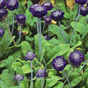 Primula capitata ssp. mooreana