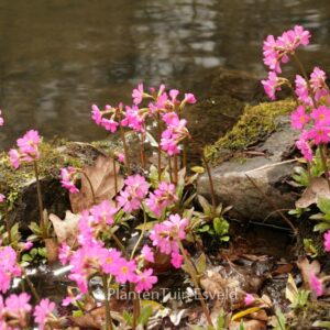 Primula rosea