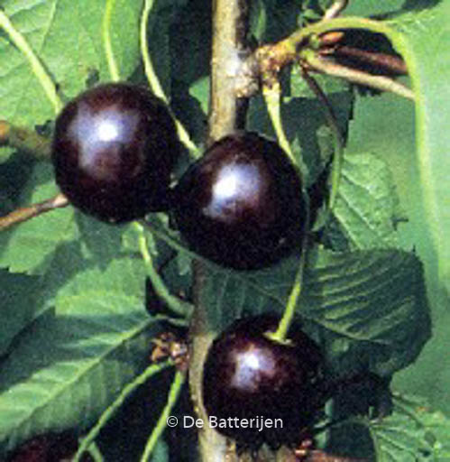 Prunus avium 'Karina'