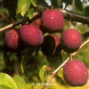 Prunus domestica 'Anna Spath'