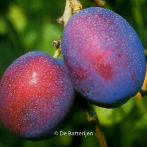 Prunus domestica 'Jubileum'