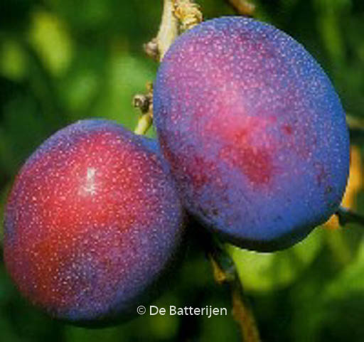 Prunus domestica 'Jubileum'