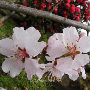 Prunus dulcis