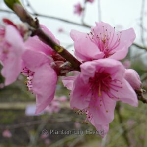Prunus persica