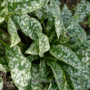 Pulmonaria saccharata 'Mrs. Moon'