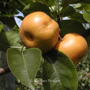 Pyrus pyrifolia 'Chojuro'