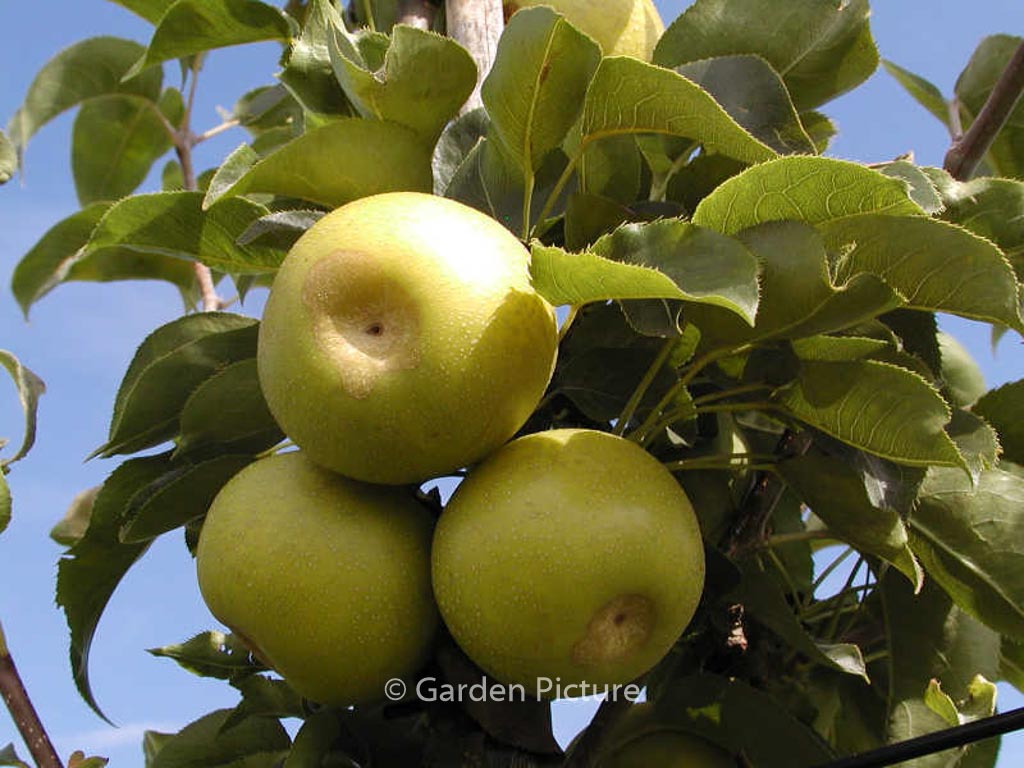 Pyrus pyrifolia 'Nijisseiki'