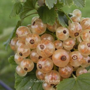 Ribes rubrum 'Versailles blanc' (WEISSE VERSAILLER)