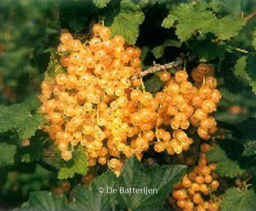 Ribes rubrum 'Zitavia'