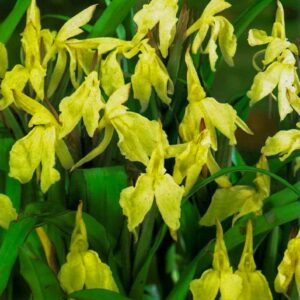 Roscoea 'Beesiana'