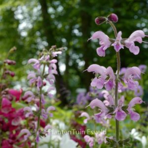 Salvia pratensis 'Eveline'