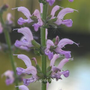 Salvia pratensis 'Rose Rhapsody'