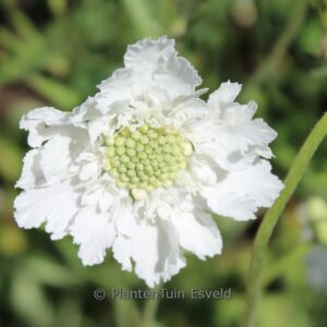Scabiosa caucasica 'Alba'