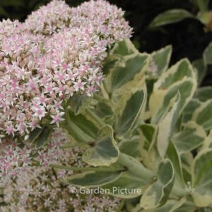 Sedum 'Frosty Morn'