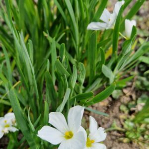 Sisyrinchium 'Iceberg'