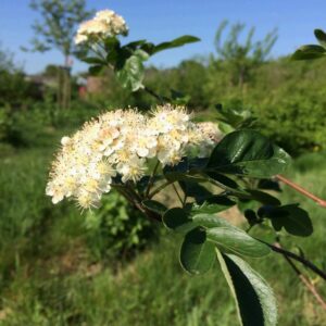 Sorbus 'Titan'